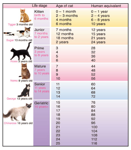 6 month cat in human years